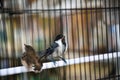 Little cute birds in a cage enjoying morning sunrise Royalty Free Stock Photo