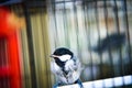 Little cute birds in a cage enjoying morning sunrise Royalty Free Stock Photo