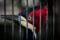 Caged woodpecker