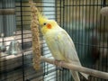 Yellow lutino cockatiel eating millet in cage