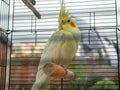 Yellow lutino cockatiel on perch in cage