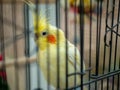 Caged yellow lutino cockatiel