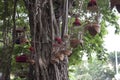 Cages with birds hang in the trees on the street of Vietnam