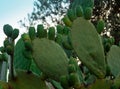 green unripe prickly pears on the cactus plant close up Royalty Free Stock Photo