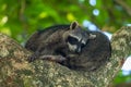 Raccoons resting in a tree in Cahuita National Park, Costa Rica Royalty Free Stock Photo