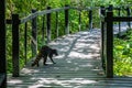 Cahuita National Park, Racoon on the pathway, Cahuita, Limon province, Costa Rica east coast Royalty Free Stock Photo