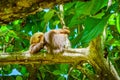 Cahuita National Park, a sloth, Cahuita, Limon province, Costa Rica east coast Royalty Free Stock Photo