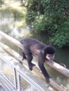 Cai monkey Iguazu national park Argentina