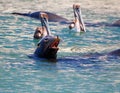 Caifornia Sea Lion swimming with two Pelicans near Cabo San Lucas Baja MEX