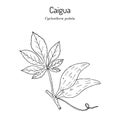 Caigua Cyclanthera pedata , edible and medicinal plant.