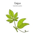 Caigua Cyclanthera pedata , edible and medicinal plant.
