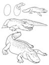 Caiman â South American Reptile Coloring Page Royalty Free Stock Photo