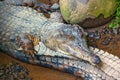 Caiman or alligator - aquatic reptiles, lives in tropics. Royalty Free Stock Photo