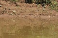 A Caiman, alligatorid crocodilian, in the water of Rio Tambopata near the shoreline in Tambopata National Reserve