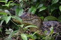 Close up of a Caiman in de rainforest of Costa Rica Royalty Free Stock Photo