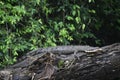 Caiman sunning on a tree in Costa Rica Royalty Free Stock Photo