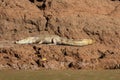 Caiman basking in the sun. Sandoval Lake, Tambopata, Peru