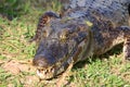 Caiman in the Brazilian Pantanal