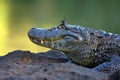 Caiman with butterfly eyelashes