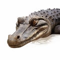 Detailed Caiman Close-up Flat Drawing On White Background In 8k Resolution