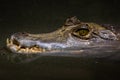 Caiman closeup in the water