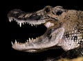 Caiman Crocodile Jaw Mouth Royalty Free Stock Photo