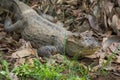 Caiman resting on a bank in Cano Negro Wildlife Refuge, Costa Rica