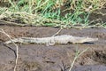 Caiman Crocodile resting at the riverbank of the Sierpe Mangrove national Park in Costa Rica wildlife