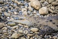 Caiman Crocodile resting at the riverbank of the Sierpe Mangrove national Park in Costa Rica wildlife
