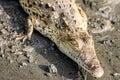 Caiman Crocodile resting at the riverbank of the Sierpe Mangrove national Park in Costa Rica wildlife