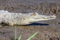 Caiman Crocodile resting at the riverbank of the Sierpe Mangrove national Park in Costa Rica wildlife