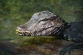 A Caiman Crocodile in Water Royalty Free Stock Photo