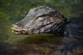 A Caiman Crocodile in Water Royalty Free Stock Photo