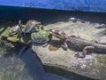 Caiman crocodilus and turtles sun bathing Royalty Free Stock Photo