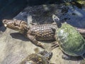 Caiman crocodilus and turtles sun bathing Royalty Free Stock Photo