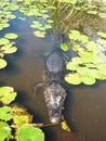 Caiman at Esteros del Ibera