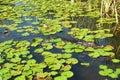 Caiman at Esteros del Ibera