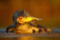 Caiman with evening orange sun, Yacare Caiman with fish in the muzzle, crocodile in the river surface, animal in the water, face