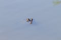 Caiman floating on Pantanal, Brazil