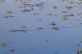 Caiman floating on Pantanal, Brazil