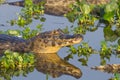 Caiman floating on Pantanal, Brazil