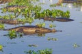 Caiman floating on Pantanal, Brazil