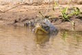 Caiman floating on Pantanal, Brazil