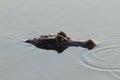 Caiman floating on Pantanal, Brazil