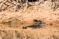 Caiman floating on Pantanal, Brazil