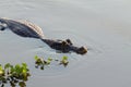 Caiman floating on Pantanal, Brazil