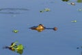 Caiman floating on Pantanal, Brazil