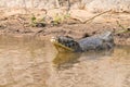 Caiman floating on Pantanal, Brazil