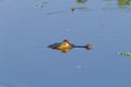 Caiman floating on Pantanal, Brazil