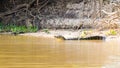 Caiman floating on Pantanal, Brazil Royalty Free Stock Photo